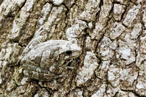  Lophoproctus: Ein Meister der Tarnung mit unzähligen Beinen – wie kann ein Tier so viel Bewegung erzeugen?